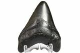 Bargain, Fossil Megalodon Tooth - Georgia #151510-2